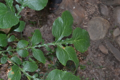 Tacca leontopetaloides